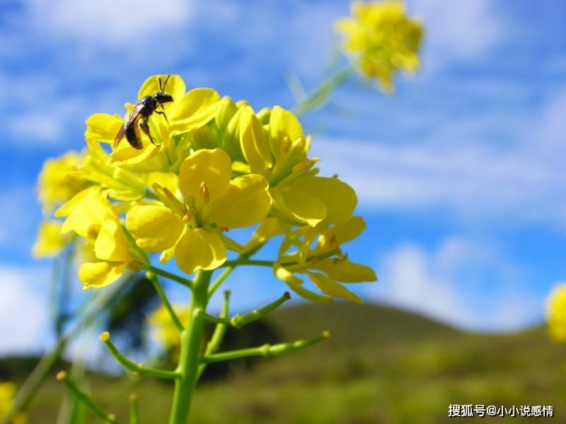 洛阳二手房市场喜讯连连，房价稳健攀升动态解读