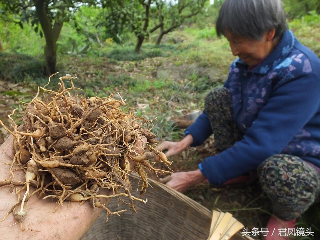 久草高清视频直播间