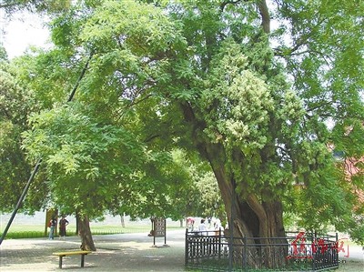 琼花欲坠情未了