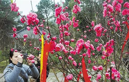 春意盎然，繁花似锦——最新春暖花开论坛导航地址大公开！